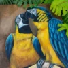blue and yellow macaws