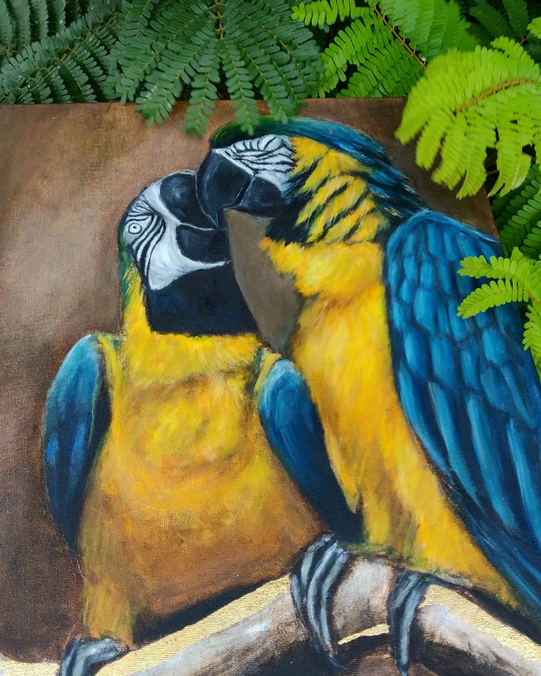 blue and yellow macaws